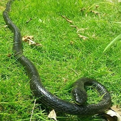 Fake Realistic Snake Lifelike Real Scary Rubber Toy Prank Party Joke Halloween